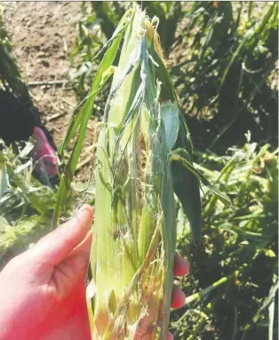  ??  ?? The corn crop at Molnar Taber Corn and Pumpkins, south of Calgary, was devastated by a hailstorm on Tuesday night. Jenn Molner says the farm was completely wiped out of its popular Taber corn.