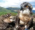  ?? ?? > Ospreys on a nest in Scotland