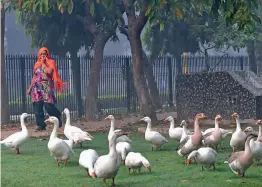  ?? — PTI ?? A woman walks past a flock of ducks at Sanjay Park in New Delhi on Monday morning.