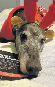  ??  ?? Finding homes The Greyhound Awareness League has been re- homing dogs for almost 20 years