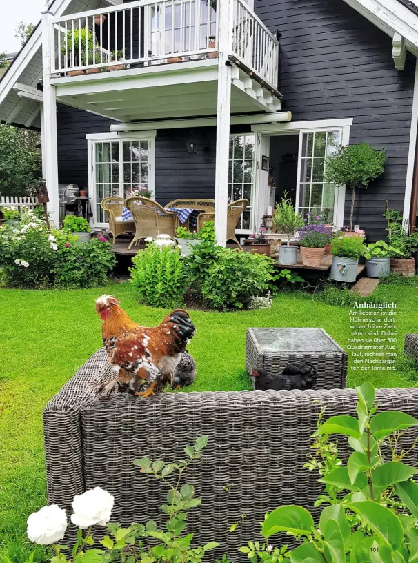  ??  ?? Anhänglich
Am liebsten ist die Hühnerscha­r dort, wo auch ihre Zieheltern sind. Dabei haben sie über 500 Quadratmet­er Auslauf, rechnet man den Nachbargar­ten der Tante mit.