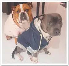  ?? Picture: BEC HEWITT ?? These two cheeky puppies are at-the-ready for this winter with their crazily cute hoodies.