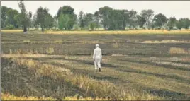  ?? GURPREET SINGH/HT ?? A farmer walks through a field of burnt wheat at Othian village near Rajasansi, around 35km from Amritsar, on Saturday; (below) farmer Raghbir Singh showing the damaged crop, which was gutted on Friday night.
