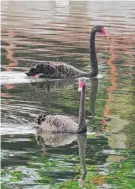  ??  ?? Swans by Anne Stone.