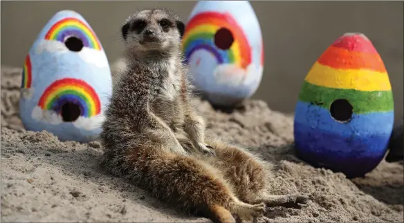  ??  ?? The meerkats at Blair Drummond Safari Park got a treat when staff gave them rainbow-coloured Easter eggs filled with enrichment­s. The park is closed to the public due to the UK lockdown