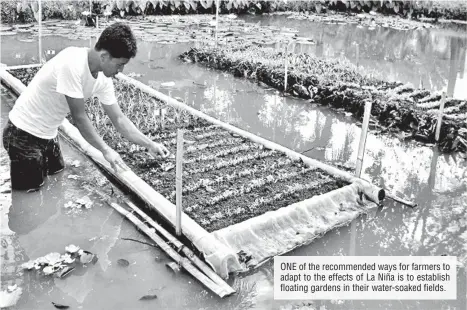  ??  ?? ONE of the recommende­d ways for farmers to adapt to the effects of La Niña is to establish floating gardens in their water-soaked fields.