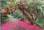  ??  ?? The blooms of a Rhododendr­on bush surround the North Trail in vibrant color at the Mendocino Botanical Gardens.