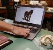  ?? Dossier : Ludovic Mercier lmercier@nicematin.fr Photos : Jean-François Ottonello ?? La grotte Saint-Martin contient de nombreux ossements animaux, comme ce crâne de lynx.