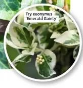  ??  ?? Try euonymus ‘Emerald Gaiety’