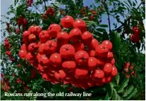  ??  ?? Rowans run along the old railway line