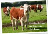  ??  ?? Hereford cows are bred on Liz’s farm