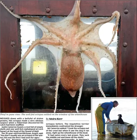  ??  ?? Thief in pane view: The well-fed octopus settled on the window of the wheelhouse
Second chance: Mr Cameron and Norman