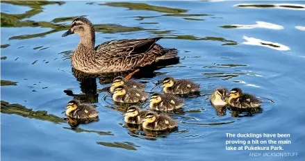  ?? ANDY JACKSON/STUFF ?? The ducklings have been proving a hit on the main lake at Pukekura Park.