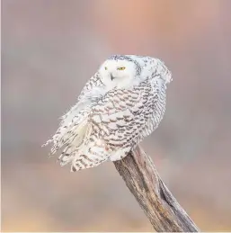  ??  ?? A snowy owl photograph­ed by Koeck. Snowy owls can be more active during daylight hours than most other owls. Below, a belted kingfisher.