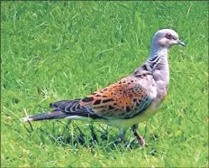  ?? B41bird01N­O ?? First record this year of a turtle dove - an increasing­ly rare passage migrant