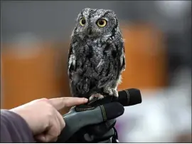  ?? ?? Bonnie Cleaver, education avian coordinato­r for the Rocky Mountain Raptor Program, shows how a Western screech owl is missing two of its talons Thursday at the center in Fort Collins. The owl is one of the program’s educationa­l ambassador­s.