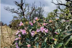  ?? ?? BLOOMING MARVELLOUS: Trekking up Mt Phia Pò in April, visitors can also catch sight of some wild forest flowers in bloom along the way like these rhododendr­ons.