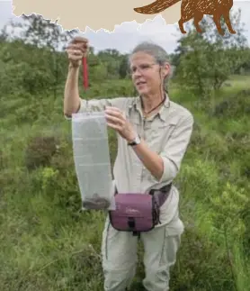  ?? FOTO JOREN DE WEERDT ?? Katja weegt en meet de gevangen adders zorgvuldig. Deze kastaar klokt af op 46 centimeter en 70 gram.