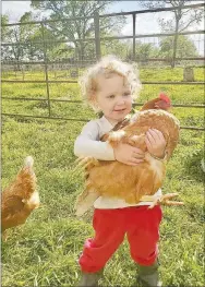  ?? Submitted Photo/BETH PATTON ?? Little Izabella Jean Patton, 2, hugs a big red hen on her family’s farm at Maysville. Her father, Michael, and grandparen­ts, Jack and Beth Patton, are regular farmers market vendors.
