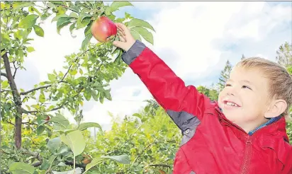  ?? MILLICENT MCKAY/TC MEDIA ?? Jake MacDonald reaches for the perfect apple from one of the trees at Arlington Orchards during the 11th annual Island Scarecrow Festival.