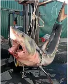  ??  ?? The 2.8 metre-long great white shark, a juvenile male, is believed to weigh about 260kg.