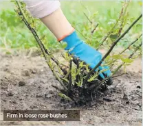  ??  ?? CUT back old leaves on deciduous ferns to make room for fresh new growth in spring. You can also start cutting back ornamental grasses.
Firm in loose rose bushes