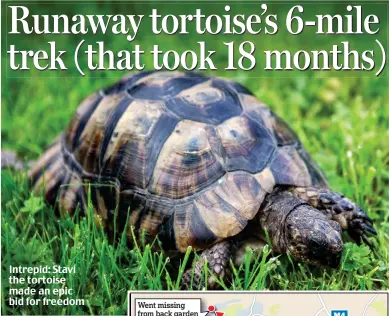  ??  ?? Intrepid: Stavi the tortoise made an epic bid for freedom