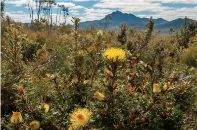  ??  ?? The natural bushland protected within
Stirling Range NP contains 1500 different plant species, many of which are found nowhere else in the world.