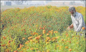  ?? SANJEEV KUMAR/HT ?? A farmer plucks marigold flowers in Sivian village of Bathinda on Sunday.
