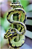  ??  ?? Green Pit viper.
Pic by Amila Gamage