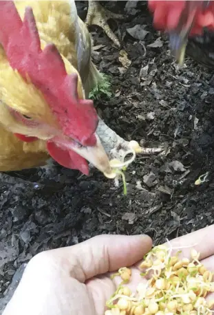  ??  ?? Chickens snap up sprouts.