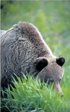  ?? GORDON STENHOUSE/FRI RESEARCH ?? A photo of grizzly bear No. 141, a young male bear that was collared for research on the Jasper Park Lodge golf course, before he was shot and killed near Edson, Alta., in May 2016.