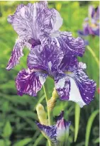  ?? FILES ?? Iris varieties are very popular with gardeners, who are drawn to them for their interestin­g shape and rich colour.