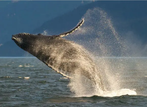  ?? MICHAEL PENN/JUNEAU EMPIRE FILE PHOTO VIA THE ASSOCIATED PRESS ?? An adult humpback whale breaches in Lynn Canal near Juneau, Alaska. Humpback mothers and their calves are a sight to behold and can captivate tourists for hours.