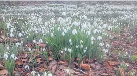  ??  ?? DROPS OF DELIGHT: Although the snowdrop is not native to Scotland, locals and tourists have taken these welcome harbingers of spring to their hearts