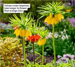  ?? ?? Yellow crown imperials take longer to flower than orange ones