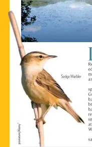  ??  ?? Sedge Warbler