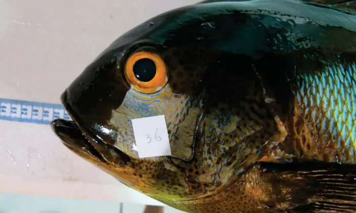  ?? Photograph: Australian Institute of Marine Science ?? The 81-year-old midnight snapper, caught in 2016 off Western Australia, is the oldest known tropical reef fish.