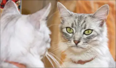  ?? EPSILON-ST, GETTY IMAGES/ISTOCKPHOT­O ?? There are people who would argue that when Oscar sees his reflection, he thinks he’s seeing a strange cat encroachin­g on his territory. That he doesn’t and is not capable of having a sense of self.