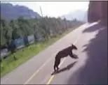  ??  ?? A bear startled by a train runs into the path of a speeding motorcycli­st on Highway 7, in a helmet-cam video.