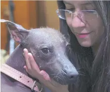  ?? MARCO UGARTE, THE ASSOCIATED PRESS ?? Itzayani Gutiérrez caresses her Xoloitzcui­ntle dog Pilón.