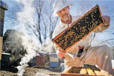  ?? PHOTOS BY GABRIELA CAMPOS/THE NEW MEXICAN ?? Steve Wall, owner of Buckin’ Bee Honey and Candles in Santa Fe, pulls out a frame from his nucleus hives, alongside the dozen production hives on his property, to examine his Carniolan honeybees (top photo) Wednesday afternoon. Wall manages about 100 bee colonies and sells his products at the farmers market.