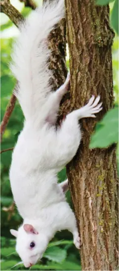  ??  ?? Even stranger: A white squirrel scurrying down a tree