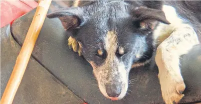  ??  ?? Joyce Campbell’s collie, Sky, looking the way her owner is feeling.