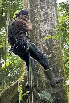  ??  ?? Izquierda. Santiago Molina, el autor, desciende satisfecho tras una jornada de trabajo. Derecha. Osito joven. Páginas siguientes. Oso adulto cosechando su alimento favorito: las bromelias.