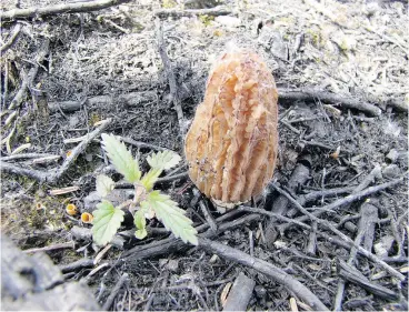  ?? — THE CANADIAN PRESS/HO GOVERNMENT OF THE NORTHWEST TERRITORIE­S ?? A large number of pickers is expected to descend on areas of B.C.’s Interior hit by wildfires last year to pick morel mushrooms. Several First Nations have establishe­d harvesting permits.