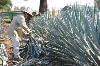  ??  ?? Temporada de sacar hijuelos de agave.