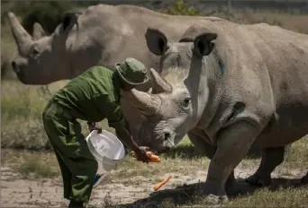  ?? Ben Curtis/Associated Press ?? Female northern white rhinos Fatu, 19, right, and Najin, 30, the last two of the species on the planet, are fed carrots by a ranger in their enclosure at Ol Pejeta Conservanc­y, Kenya, in August 2019. The last male in the wild died in 2018.