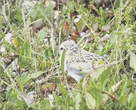  ?? Picture: Ivan Lang ?? FLEDGLING SUCCESS A little tern chick at Pagham Harbour