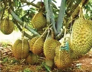  ??  ?? Fig. 1. Modern durian farms are anchored on the planting of varieties like Musang King (D197) which are early maturing and very prolific in producing quality fruits.